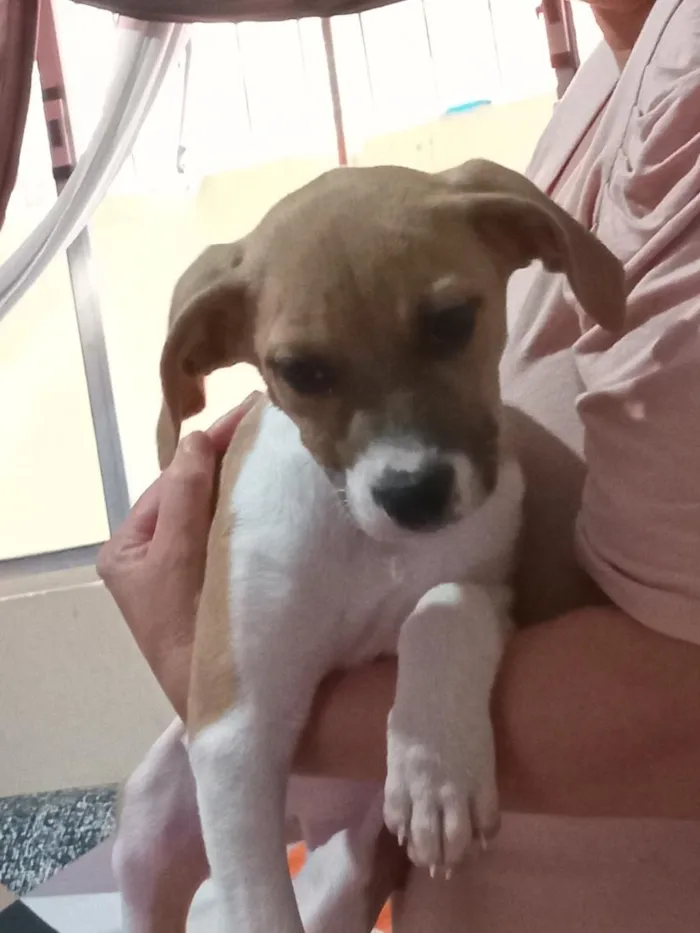 Cachorro raça SRD-ViraLata idade 2 a 6 meses nome Mutano