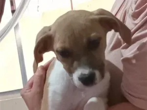 Cachorro raça SRD-ViraLata idade 2 a 6 meses nome Mutano