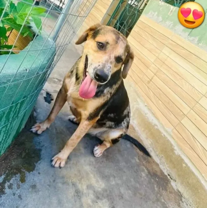 Cachorro raça SRD-ViraLata idade 3 anos nome Kevin
