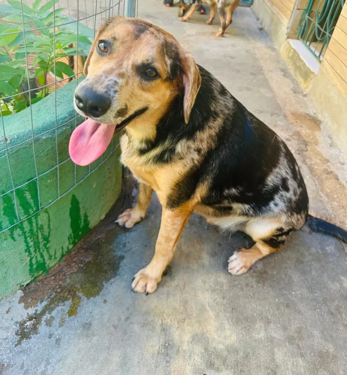 Cachorro raça SRD-ViraLata idade 3 anos nome Kevin