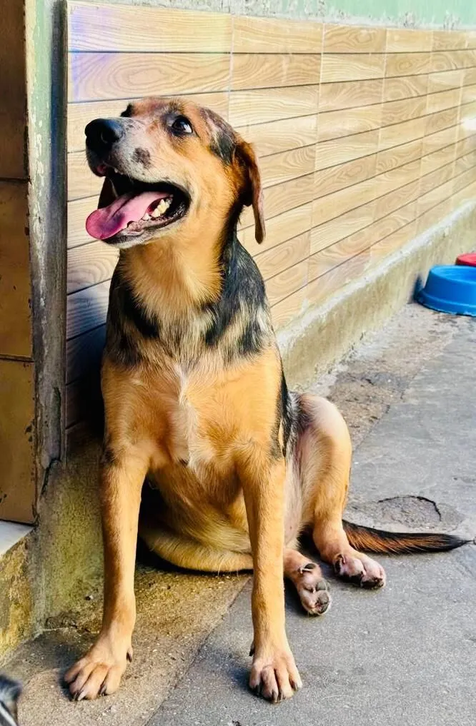 Cachorro raça SRD-ViraLata idade 3 anos nome Kevin