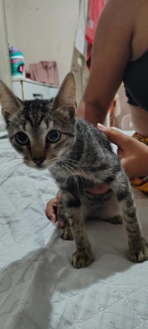 Gato raça SRD-ViraLata idade 2 a 6 meses nome lua
