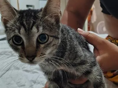 Gato raça SRD-ViraLata idade 2 a 6 meses nome lua