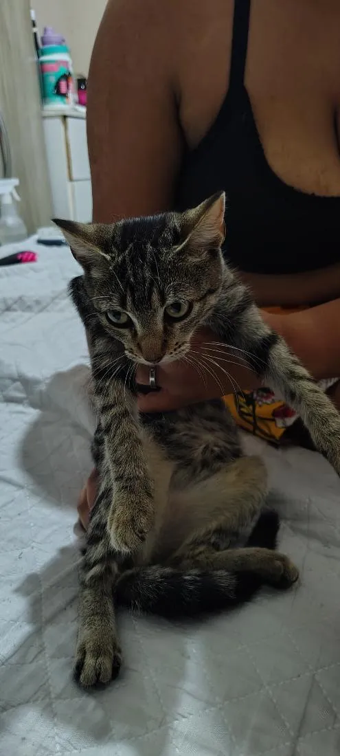 Gato raça SRD-ViraLata idade 2 a 6 meses nome Lua 2