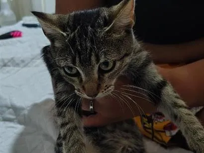 Gato raça SRD-ViraLata idade 2 a 6 meses nome Lua 2
