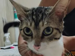 Gato raça SRD-ViraLata idade 2 a 6 meses nome Nanico