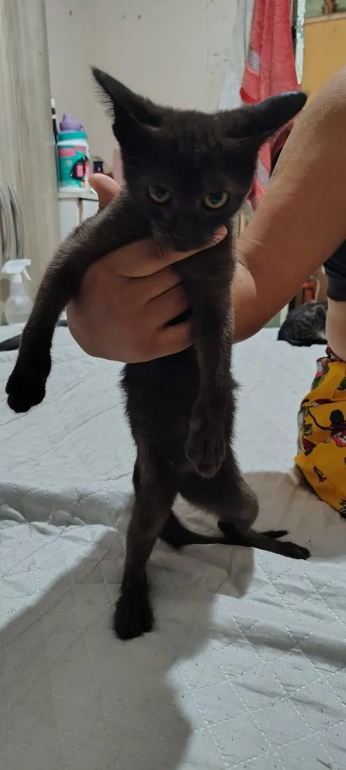 Gato raça SRD-ViraLata idade 2 a 6 meses nome Pretinho