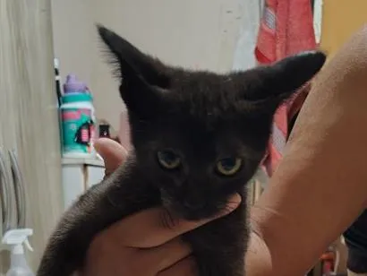Gato raça SRD-ViraLata idade 2 a 6 meses nome Pretinho