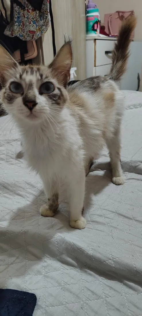 Gato raça SRD-ViraLata idade 1 ano nome Algodão