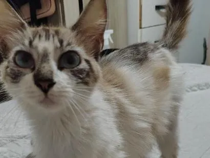 Gato raça SRD-ViraLata idade 1 ano nome Algodão