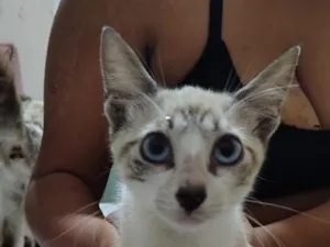 Gato raça SRD-ViraLata idade 2 a 6 meses nome Jaspion