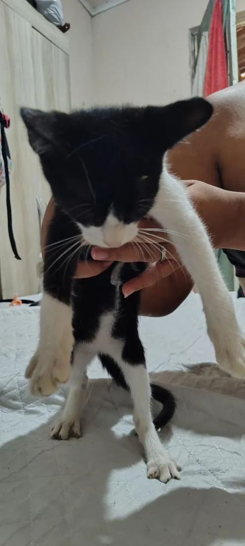 Gato raça SRD-ViraLata idade 2 a 6 meses nome Frajola