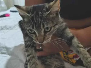 Gato raça SRD-ViraLata idade 2 a 6 meses nome Lua 2