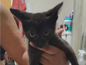 Gato raça SRD-ViraLata idade 2 a 6 meses nome Pretinho