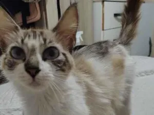 Gato raça SRD-ViraLata idade 1 ano nome Algodão