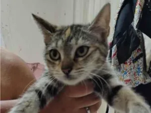 Gato raça SRD-ViraLata idade 2 a 6 meses nome Sol