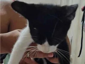 Gato raça SRD-ViraLata idade 2 a 6 meses nome Frajola