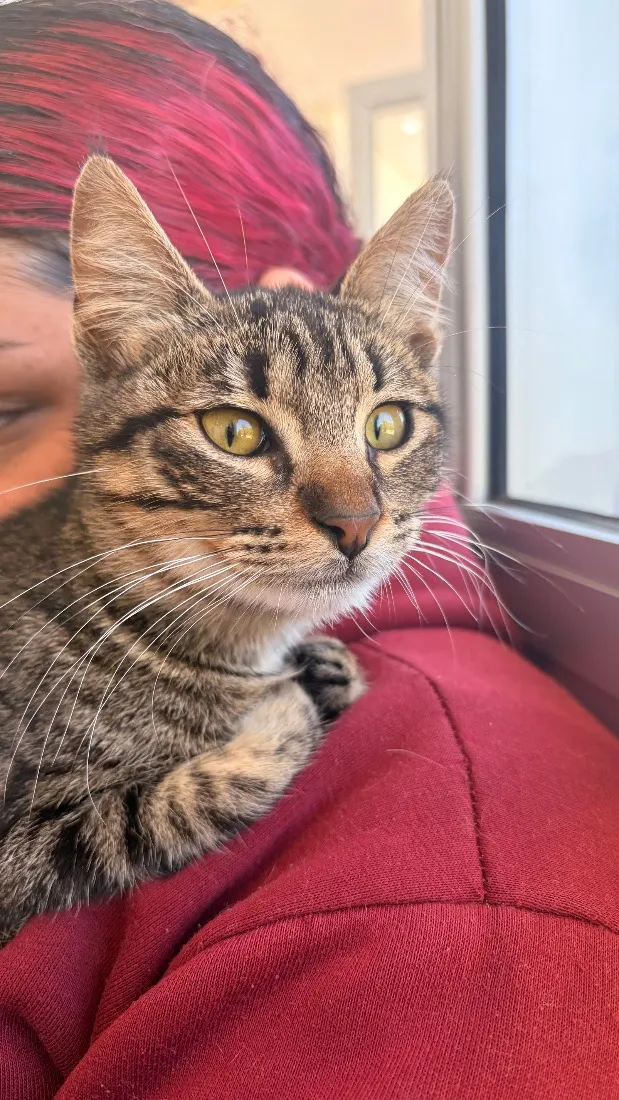 Gato raça SRD-ViraLata idade 2 a 6 meses nome Lya