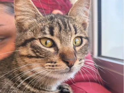 Gato raça SRD-ViraLata idade 2 a 6 meses nome Lya