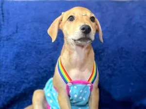 Cachorro raça SRD-ViraLata idade 2 a 6 meses nome florzinha