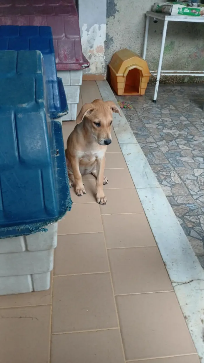 Cachorro raça SRD-ViraLata idade 2 a 6 meses nome florzinha