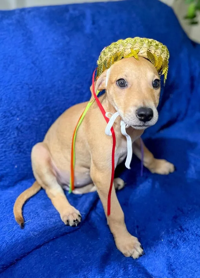 Cachorro raça SRD-ViraLata idade 2 a 6 meses nome florzinha