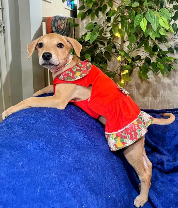 Cachorro raça SRD-ViraLata idade 2 a 6 meses nome florzinha
