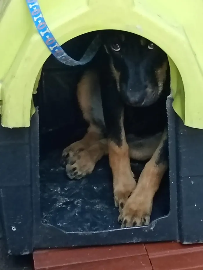 Cachorro raça SRD-ViraLata idade 2 a 6 meses nome pantera