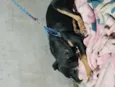 pantera