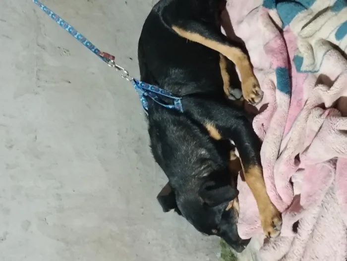 Cachorro raça SRD-ViraLata idade 2 a 6 meses nome pantera