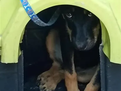 Cachorro raça SRD-ViraLata idade 2 a 6 meses nome pantera