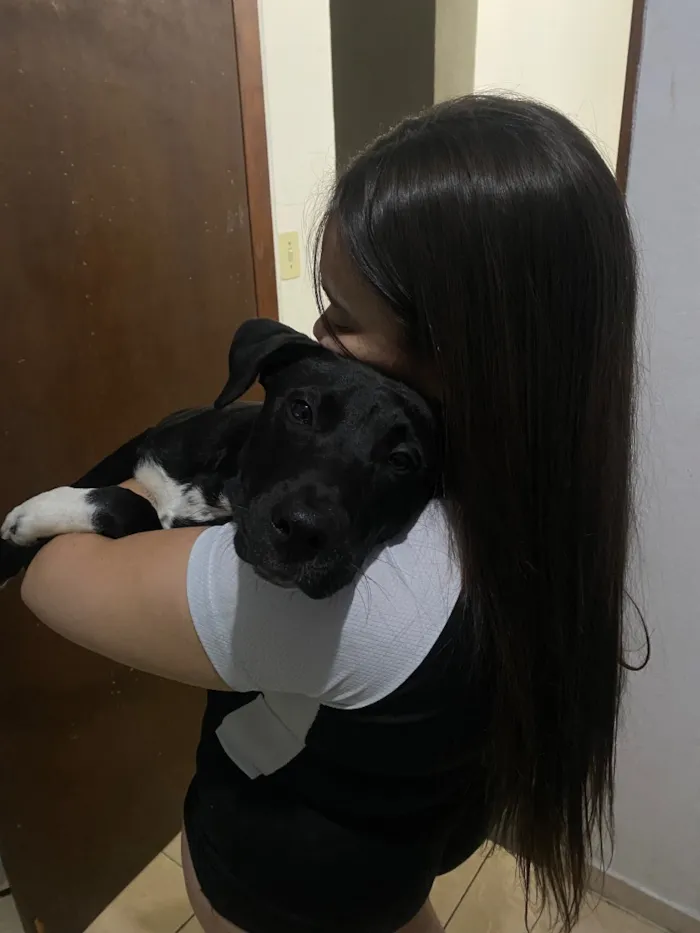 Cachorro raça SRD-ViraLata idade 7 a 11 meses nome Bruce 