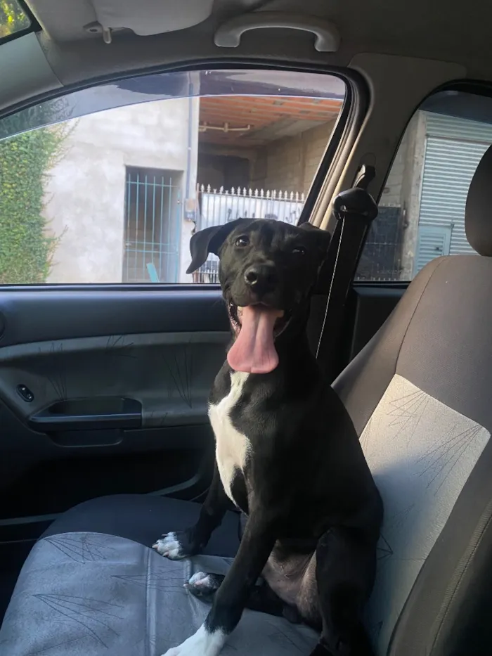 Cachorro raça SRD-ViraLata idade 7 a 11 meses nome Bruce 