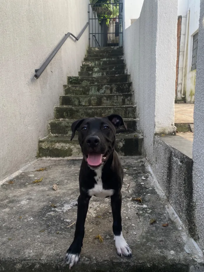 Cachorro raça SRD-ViraLata idade 7 a 11 meses nome Bruce 