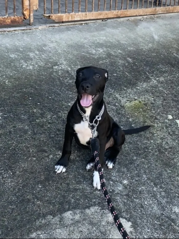 Cachorro raça SRD-ViraLata idade 7 a 11 meses nome Bruce 