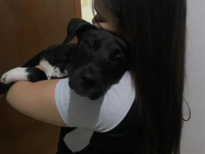 Cachorro raça SRD-ViraLata idade 7 a 11 meses nome Bruce 