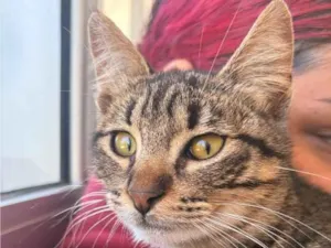 Gato raça SRD-ViraLata idade 2 a 6 meses nome Lya