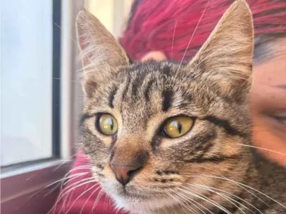 Gato raça SRD-ViraLata idade 2 a 6 meses nome Lya