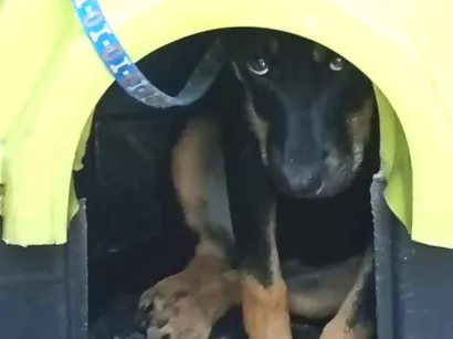 Cachorro raça SRD-ViraLata idade 2 a 6 meses nome pantera