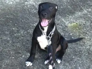 Cachorro raça SRD-ViraLata idade 7 a 11 meses nome Bruce 
