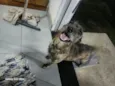 Chiquinha 