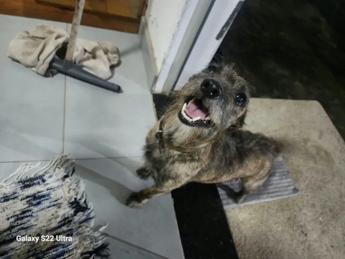 Cachorro raça SRD-ViraLata idade 4 anos nome Chiquinha 