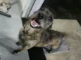 Chiquinha 