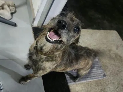 Cachorro raça SRD-ViraLata idade 4 anos nome Chiquinha 