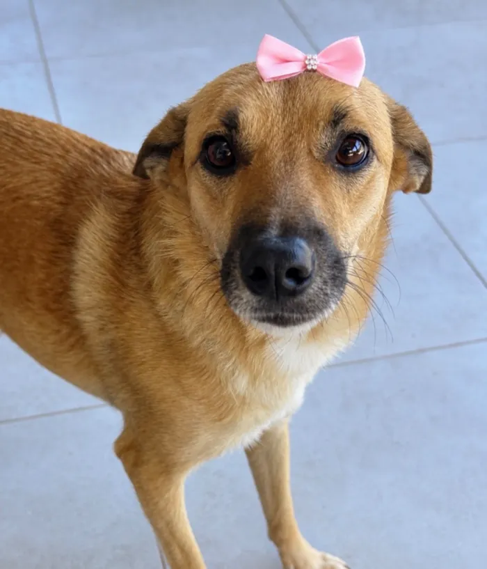 Cachorro raça SRD-ViraLata idade 2 anos nome Mel 