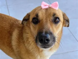 Cachorro raça SRD-ViraLata idade 2 anos nome Mel 