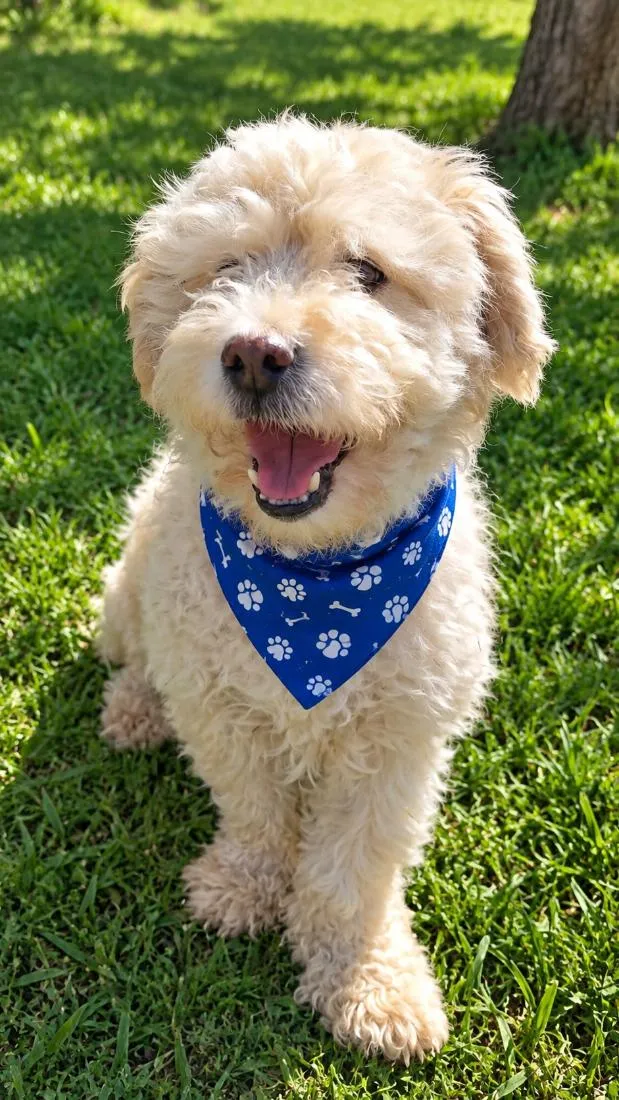 Cachorro raça Poodle idade 2 anos nome Cebolinha 