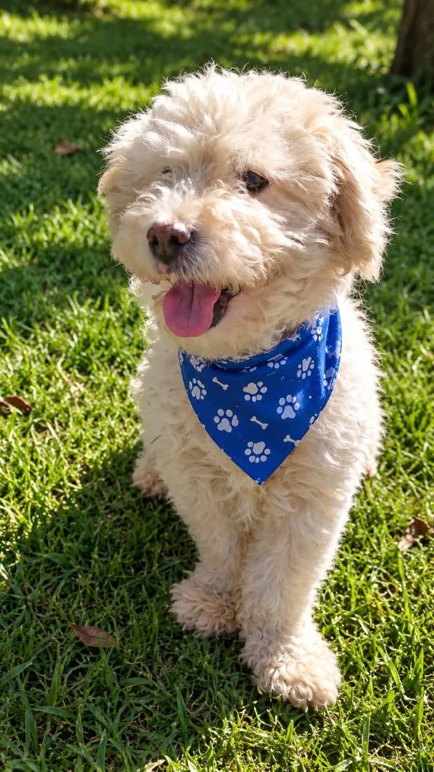 Cachorro raça Poodle idade 2 anos nome Cebolinha 