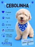 Cebolinha 
