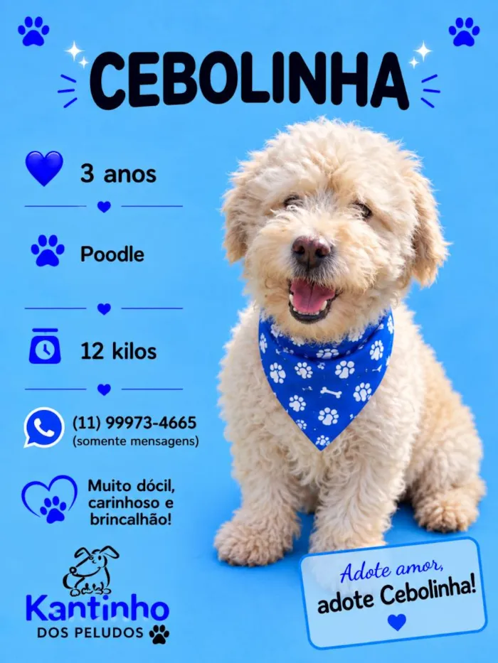 Cachorro raça Poodle idade 2 anos nome Cebolinha 